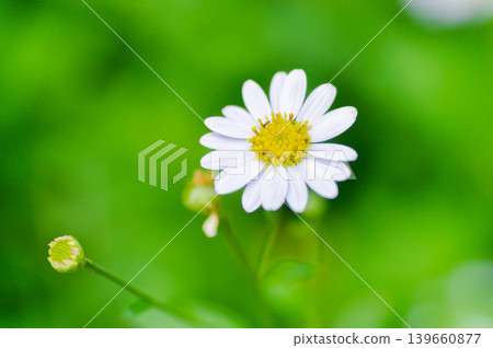 Argyranthemum frutescens, white marguerite or Asteraceae or Margaret or daisy or white flower 139660877