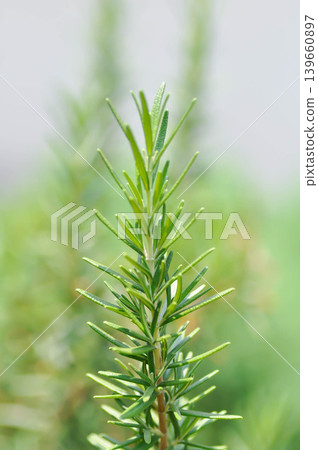 rosemary, rosemary plant or Salvia rosmarinus Spenn or Rosmarinus officinalis L or Lamiaceae plant rosemary, rosemary plant or Salvia rosmarinus Spenn or Rosmarinus officinalis L or Lamiaceae plant 139660897
