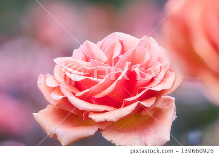 粉色玫瑰戒指 139660926