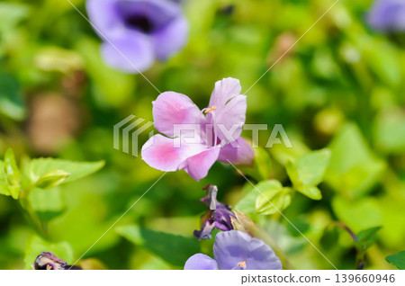 Torenia fournieri Lindl, Scrophulariaceae or Wishbone flower or Bluewings or Torenia or pink flower Torenia fournieri Lindl, Scrophulariaceae or Wishbone flower or Bluewings or Torenia or pink flower 139660946