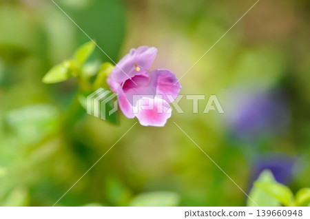 Torenia fournieri Lindl, Scrophulariaceae or Wishbone flower or Bluewings or Torenia or pink flower Torenia fournieri Lindl, Scrophulariaceae or Wishbone flower or Bluewings or Torenia or pink flower 139660948