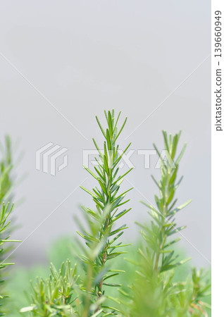 rosemary, rosemary plant or Salvia rosmarinus Spenn or Rosmarinus officinalis L or Lamiaceae plant rosemary, rosemary plant or Salvia rosmarinus Spenn or Rosmarinus officinalis L or Lamiaceae plant 139660949