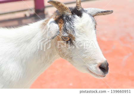 Miniature Goat, Pygmy Goat or Mini Pygmy Goat or little goat Miniature Goat, Pygmy Goat or Mini Pygmy Goat or little goat 139660951