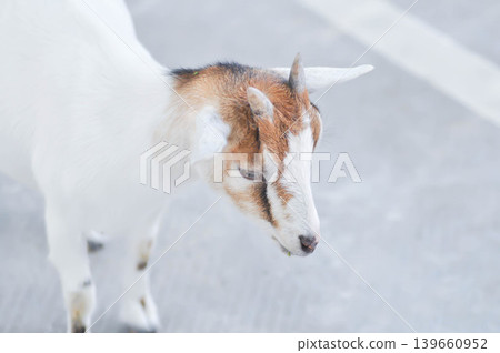 Miniature Goat, Pygmy Goat or Mini Pygmy Goat or little goat Miniature Goat, Pygmy Goat or Mini Pygmy Goat or little goat 139660952