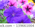 Vibrant purple petunia flowers 139661004
