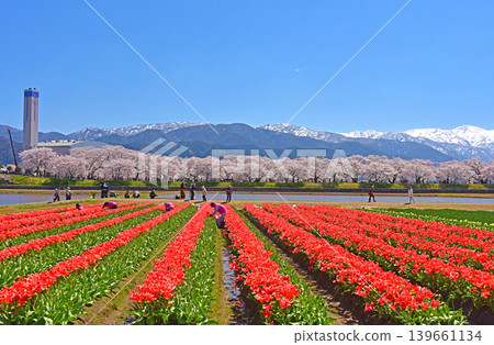 A spring trio: cherry blossoms, tulips, and the Northern Alps, Asahi Town, Toyama Prefecture A spring trio: cherry blossoms, tulips, and the Northern Alps, Asahi Town, Toyama Prefecture 139661134