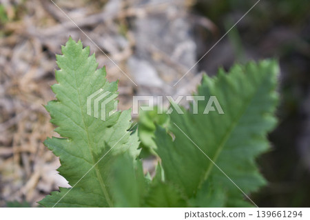 Poppy leaves Poppy leaves 139661294