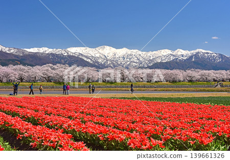 A spring trio: cherry blossoms, tulips, and the Northern Alps, Asahi Town, Toyama Prefecture 139661326