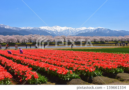 A spring trio: cherry blossoms, tulips, and the Northern Alps, Asahi Town, Toyama Prefecture A spring trio: cherry blossoms, tulips, and the Northern Alps, Asahi Town, Toyama Prefecture 139661334
