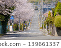 住宅區內一條坡度平緩的街道，兩旁櫻花盛開：這是日本春日里一條寧靜的校車路線，象徵著春天的美麗－木津川市南鴨台 139661337
