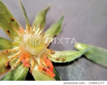 A mystical macro view of the underside of a strawberry stem. A mystical macro view of the underside of a strawberry stem. 139661377
