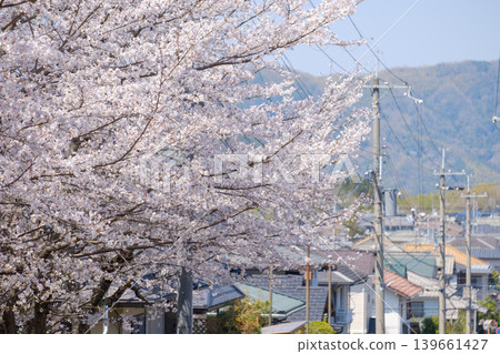 俯瞰櫻花樹和山脈的住宅區:典型的日本春日美景,與豐富的自然風光和諧共融-木津川市南鴨台 俯瞰櫻花樹和山脈的住宅區:典型的日本春日美景,與豐富的自然風光和諧共融-木津川市南鴨台 139661427