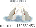 Two dolphins interacting using echolocation in the water. Science infographic illustration with sound waves showing marine mammal communication, biosonar, and animal social behavior 139661453