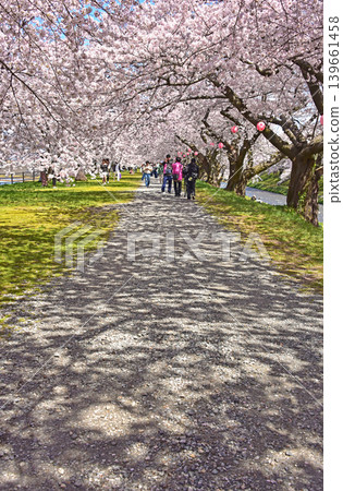 富山縣旭町旭船川沿岸的櫻花樹 富山縣旭町旭船川沿岸的櫻花樹 139661458