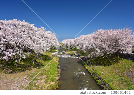 富山縣旭町旭船川沿岸的櫻花樹 富山縣旭町旭船川沿岸的櫻花樹 139661461