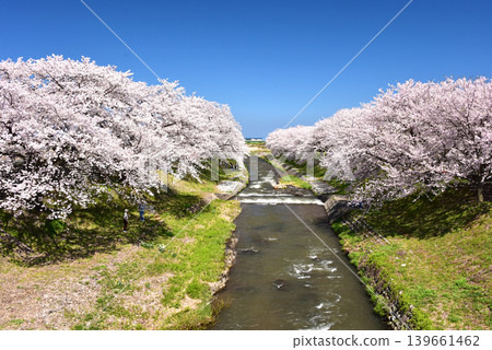 富山縣旭町旭船川沿岸的櫻花樹 富山縣旭町旭船川沿岸的櫻花樹 139661462