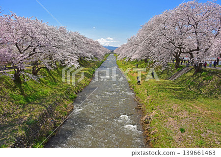 富山縣旭町旭船川沿岸的櫻花樹 富山縣旭町旭船川沿岸的櫻花樹 139661463