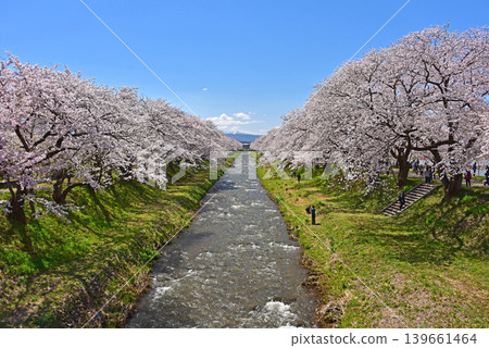 富山縣旭町旭船川沿岸的櫻花樹 139661464