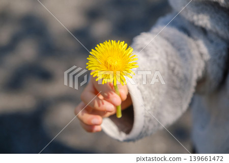 A child's hand holding a single dandelion: A spring gift and pure curiosity A child's hand holding a single dandelion: A spring gift and pure curiosity 139661472
