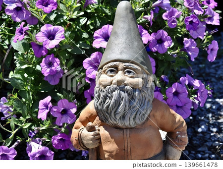 Garden gnome statue among purple flowers in a sunny yard 139661478