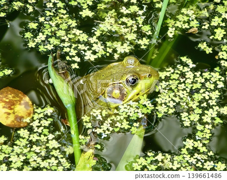 Green frog sitting on water plants in pond Green frog sitting on water plants in pond 139661486