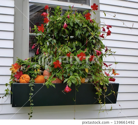 Flowering pink and red geraniums in a window box on house Flowering pink and red geraniums in a window box on house 139661492