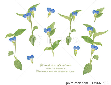 Watercolor vector illustration of a dayflower. Watercolor vector illustration of a dayflower. 139661538