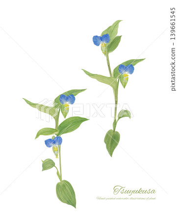 Watercolor illustration of a dayflower 139661545