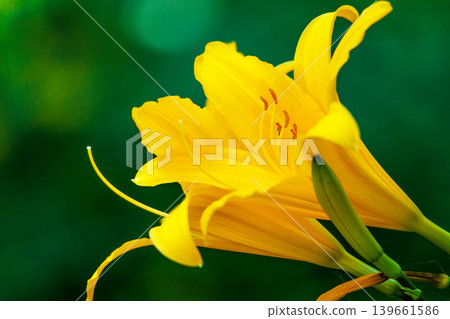 These precious Musashino daylilies shine yellow in the sunlight. These precious Musashino daylilies shine yellow in the sunlight. 139661586