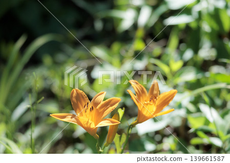 These precious Musashino daylilies shine yellow in the sunlight. These precious Musashino daylilies shine yellow in the sunlight. 139661587