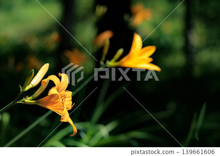 These precious Musashino daylilies shine yellow in the sunlight. These precious Musashino daylilies shine yellow in the sunlight. 139661606