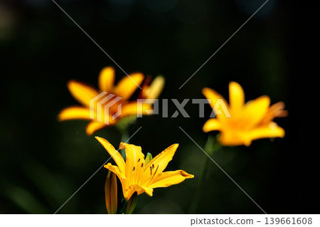 These precious Musashino daylilies shine yellow in the sunlight. These precious Musashino daylilies shine yellow in the sunlight. 139661608