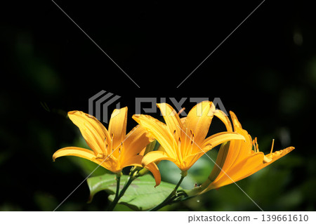 這些珍貴的武藏野萱草在陽光下閃耀著金黃色的光芒。 139661610