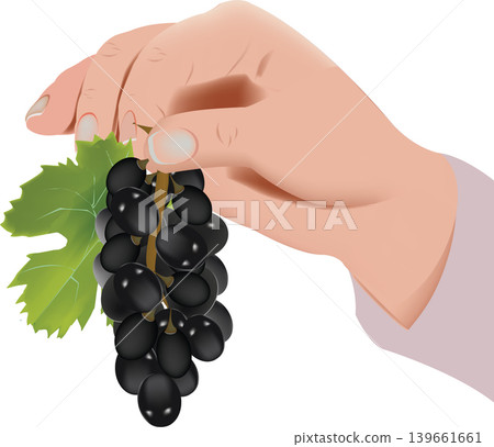 bunch of black grapes hand lifting a bunch of a black one bunch of black grapes hand lifting a bunch of a black one 139661661