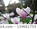 A blooming magnolia tree with soft light pink petals, branches covered in delicate blossoms, set against a natural outdoor background. The image conveys elegance, freshness, and springtime beauty. 139661759