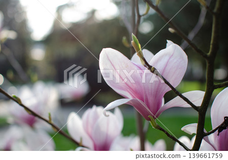 A blooming magnolia tree with soft light pink petals, branches covered in delicate blossoms, set against a natural outdoor background. The image conveys elegance, freshness, and springtime beauty. A blooming magnolia tree with soft light pink petals, branches covered in delicate blossoms, set against a natural outdoor background. The image conveys elegance, freshness, and springtime beauty. 139661759