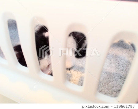 一隻黑白相間的小貓睡在貓包裡。 一隻黑白相間的小貓睡在貓包裡。 139661793