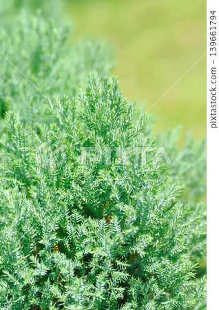 CUPRESSACEAE or Juniperus chinensis L Stricta Variegata, Juniperus chinensis Stricta or pine tree CUPRESSACEAE or Juniperus chinensis L Stricta Variegata, Juniperus chinensis Stricta or pine tree 139661794