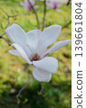 A blooming magnolia tree with soft light pink petals, branches covered in delicate blossoms, set against a natural outdoor background. The image conveys elegance, freshness, and springtime beauty. 139661804