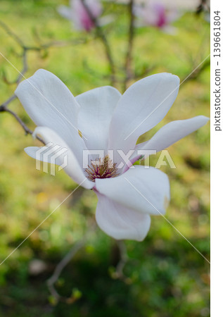 A blooming magnolia tree with soft light pink petals, branches covered in delicate blossoms, set against a natural outdoor background. The image conveys elegance, freshness, and springtime beauty. A blooming magnolia tree with soft light pink petals, branches covered in delicate blossoms, set against a natural outdoor background. The image conveys elegance, freshness, and springtime beauty. 139661804