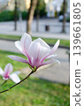 A blooming magnolia tree with soft light pink petals, branches covered in delicate blossoms, set against a natural outdoor background. The image conveys elegance, freshness, and springtime beauty. 139661805