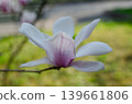 A blooming magnolia tree with soft light pink petals, branches covered in delicate blossoms, set against a natural outdoor background. The image conveys elegance, freshness, and springtime beauty. 139661806