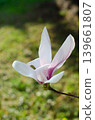 A blooming magnolia tree with soft light pink petals, branches covered in delicate blossoms, set against a natural outdoor background. The image conveys elegance, freshness, and springtime beauty. 139661807