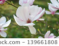 A blooming magnolia tree with soft light pink petals, branches covered in delicate blossoms, set against a natural outdoor background. The image conveys elegance, freshness, and springtime beauty. 139661808