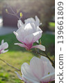 A blooming magnolia tree with soft light pink petals, branches covered in delicate blossoms, set against a natural outdoor background. The image conveys elegance, freshness, and springtime beauty. 139661809