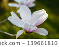A blooming magnolia tree with soft light pink petals, branches covered in delicate blossoms, set against a natural outdoor background. The image conveys elegance, freshness, and springtime beauty. 139661810