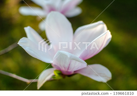 A blooming magnolia tree with soft light pink petals, branches covered in delicate blossoms, set against a natural outdoor background. The image conveys elegance, freshness, and springtime beauty. A blooming magnolia tree with soft light pink petals, branches covered in delicate blossoms, set against a natural outdoor background. The image conveys elegance, freshness, and springtime beauty. 139661810