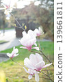 A blooming magnolia tree with soft light pink petals, branches covered in delicate blossoms, set against a natural outdoor background. The image conveys elegance, freshness, and springtime beauty. 139661811