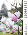 A blooming magnolia tree with soft light pink petals, branches covered in delicate blossoms, set against a natural outdoor background. The image conveys elegance, freshness, and springtime beauty. 139661812