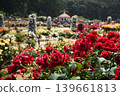前橋市敷島公園玫瑰園 139661813